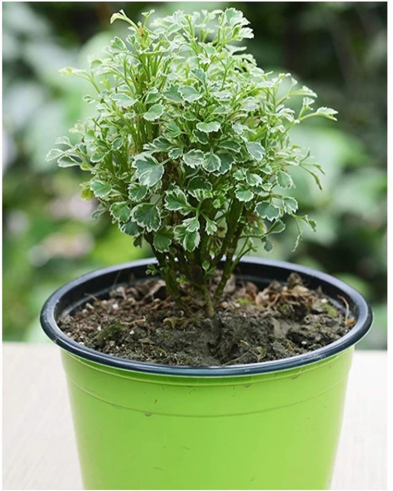Aralia Pianta