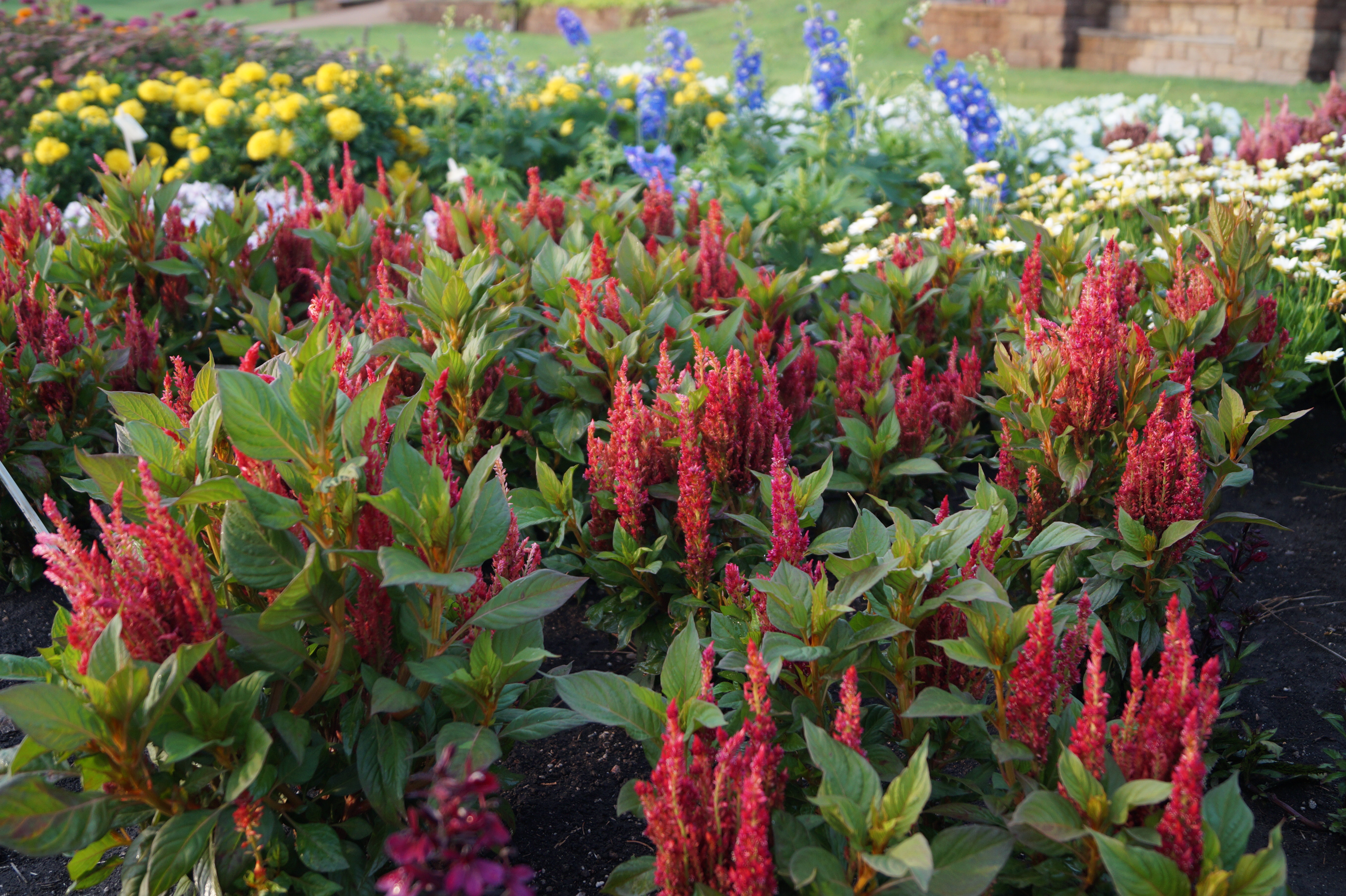 Celosia