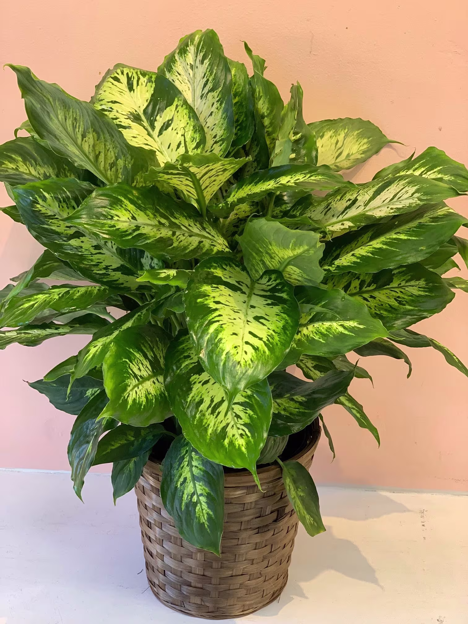 Dieffenbachia Pianta