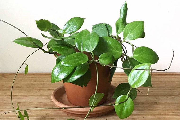 Hoya Pianta