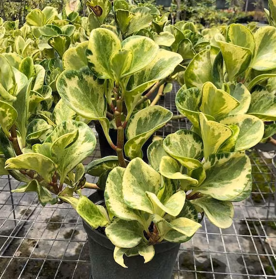 Peperomia Coltivare