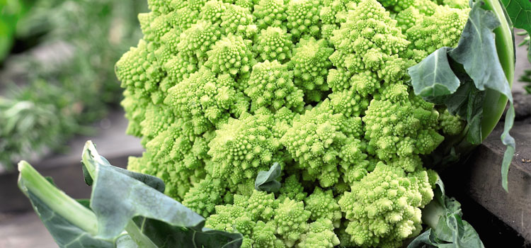 cavolfiore coltivazione