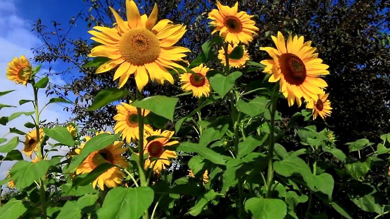 Il girasole