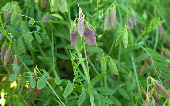 La lenticchia