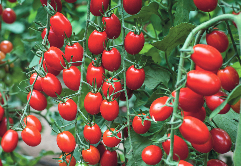 pomodoro coltivazione