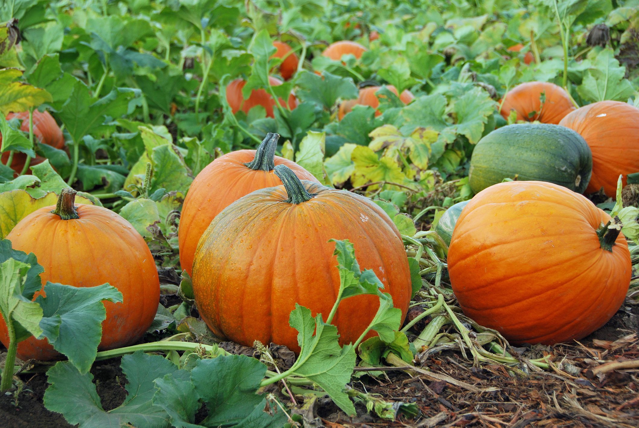 <zucca coltivazione